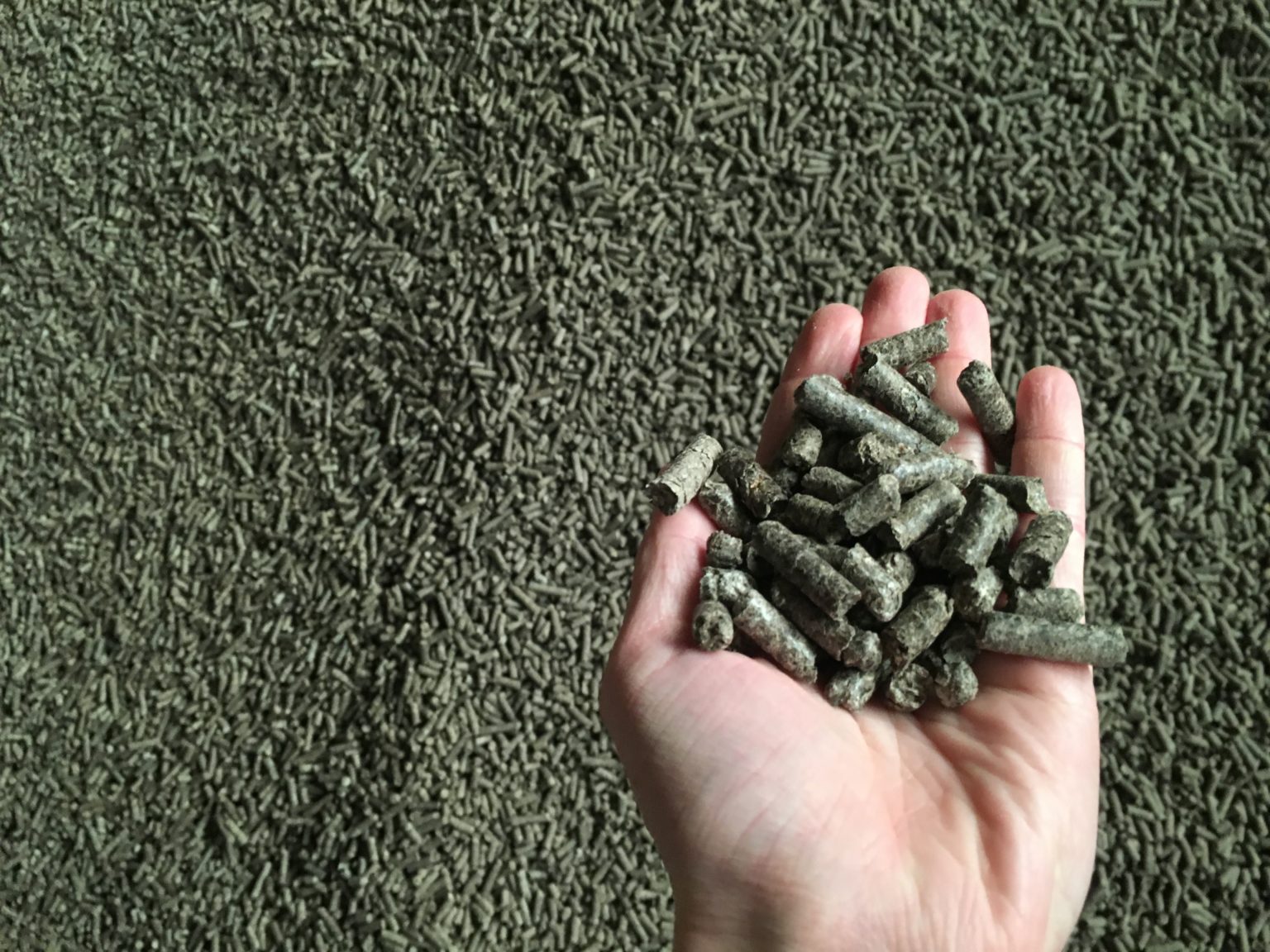 Pulpes de betteraves un coproduit aux multiples enjeux Agridées