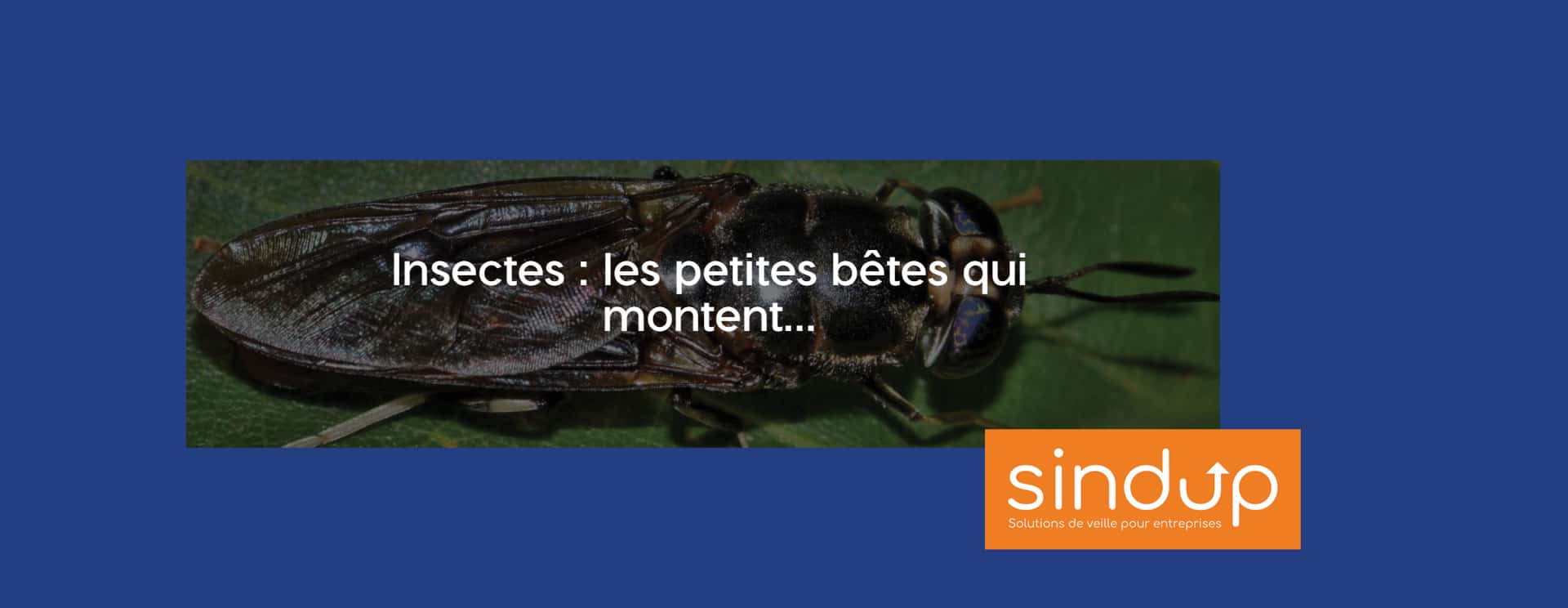 Des start-up françaises en pointe dans la production d'insectes