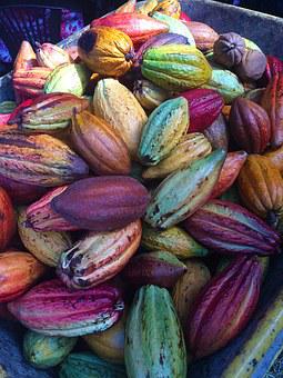 cabosse-cacao-pixabay-MyfriendCarla