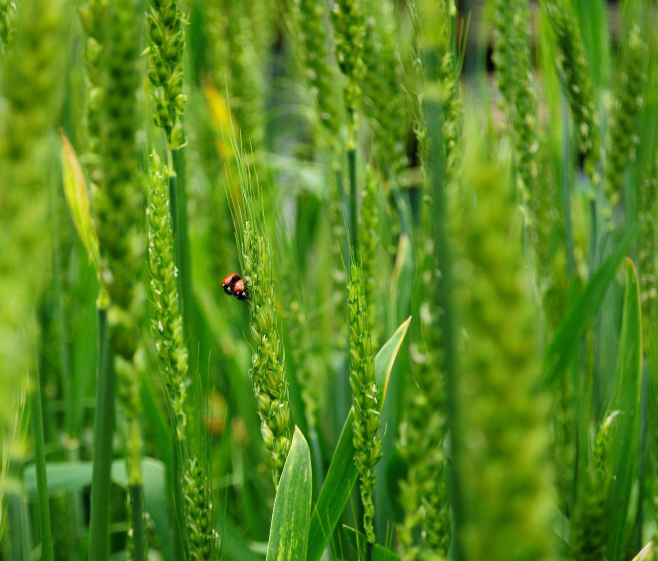 ladybugs-gc58a228d7_Pixabay-G.Marcello-petite