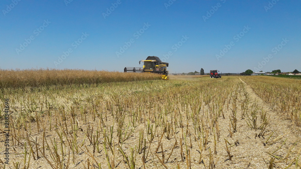 agriculture-moisson-adobestock