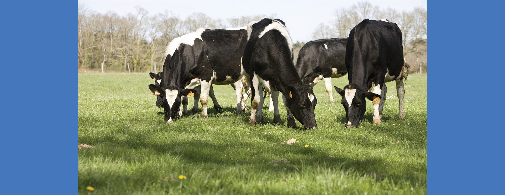 Vaches laitires au pré-P. Dureuil - Cniel