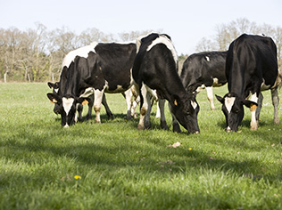 Vaches laitires au pré. Crédit photo : P. Dureuil - Cniel